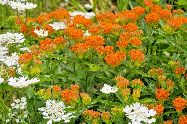 50 BUTTERFLY WEED SEEDS | SALE FREE SHIPPING NON GMO HEIRLOOM