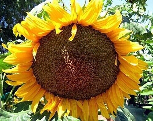 10+ Mammoth Grey Stripe Sunflower Seeds – Huge – Giant – Large Sunflowers -FRESH