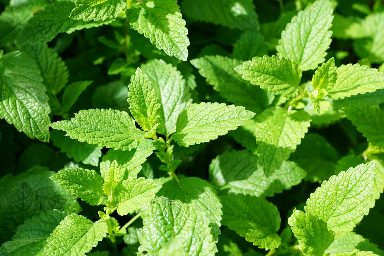 100 Spearmint Mint Seeds Non GMO Organic Plant Seed Home Herb Flower Garden