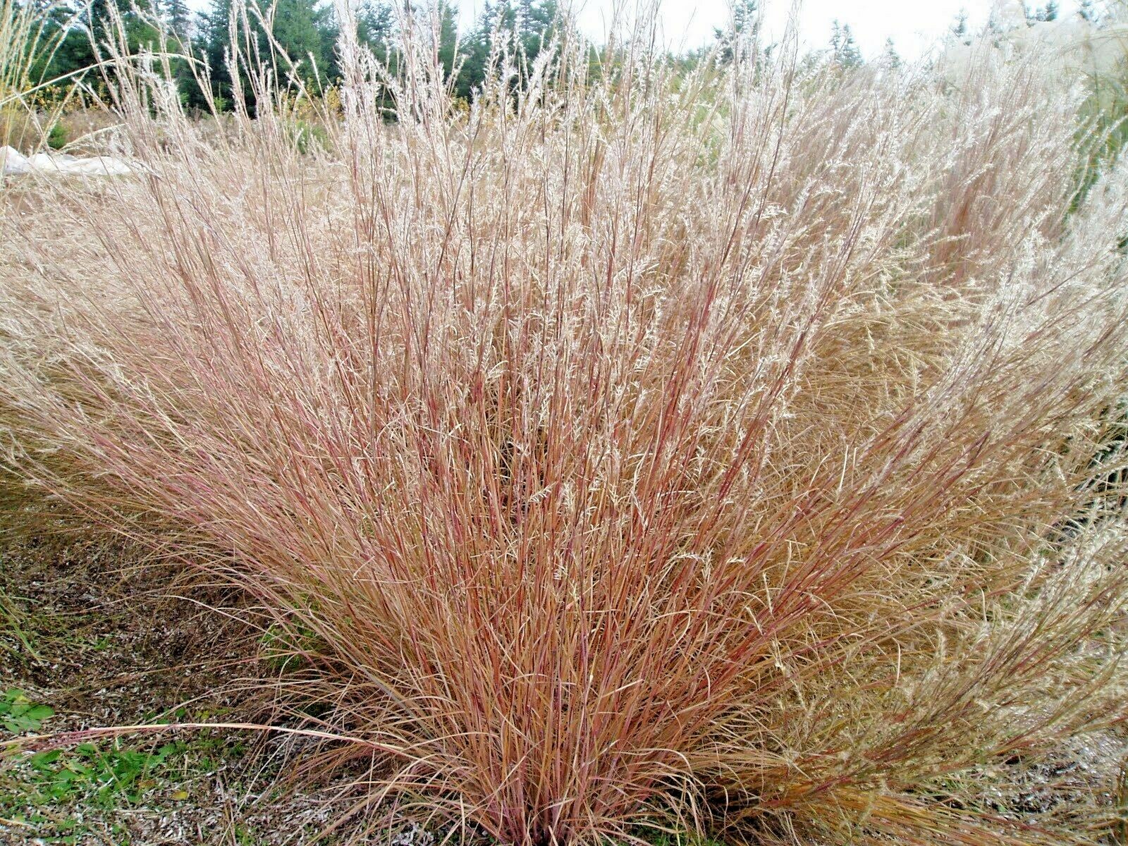 501+ LITTLE BLUESTEM Seeds Native Prairie Grass Ornamental Perennial Fall Colors