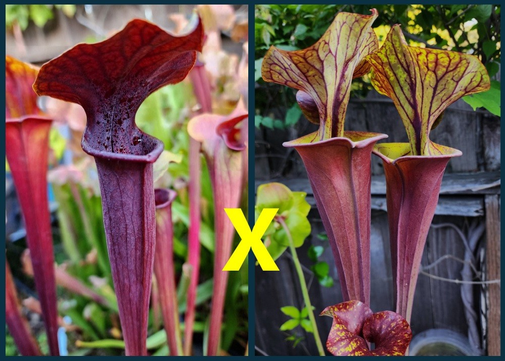 2025 SARRACENIA SEEDS: (ALATA RED X FLAVA) X FLAVA RUBRICORPORA ULTRA DARK