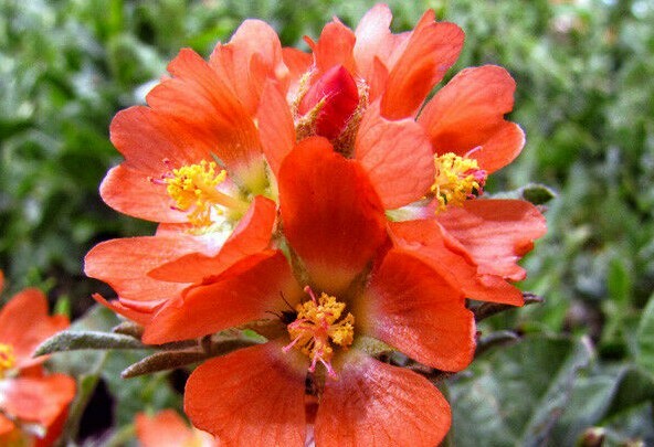 Scarlet Globemallows Sphaeralcea coccinea 7 seeds