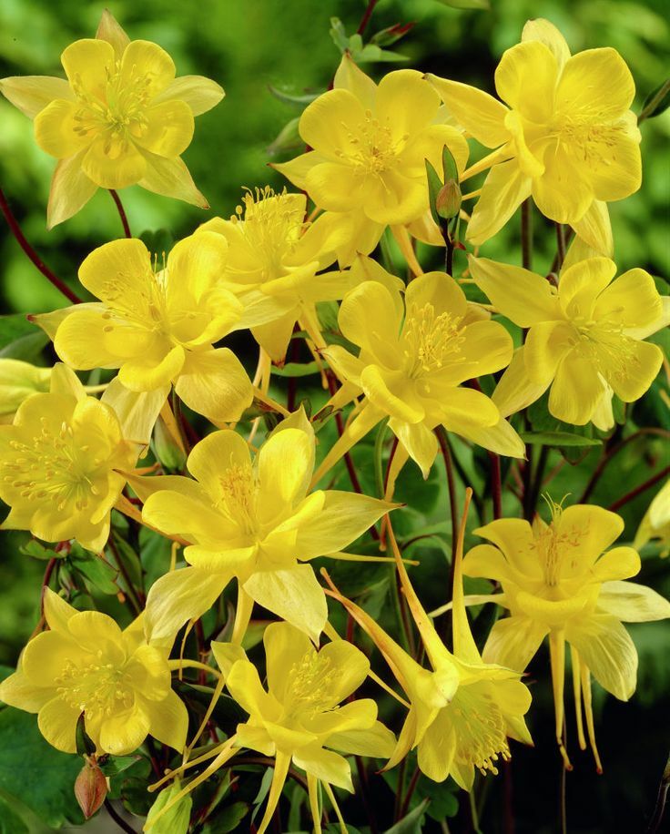 150 Sunshine Yellow Columbine Aquilegia Perennial Flower Seeds +gift