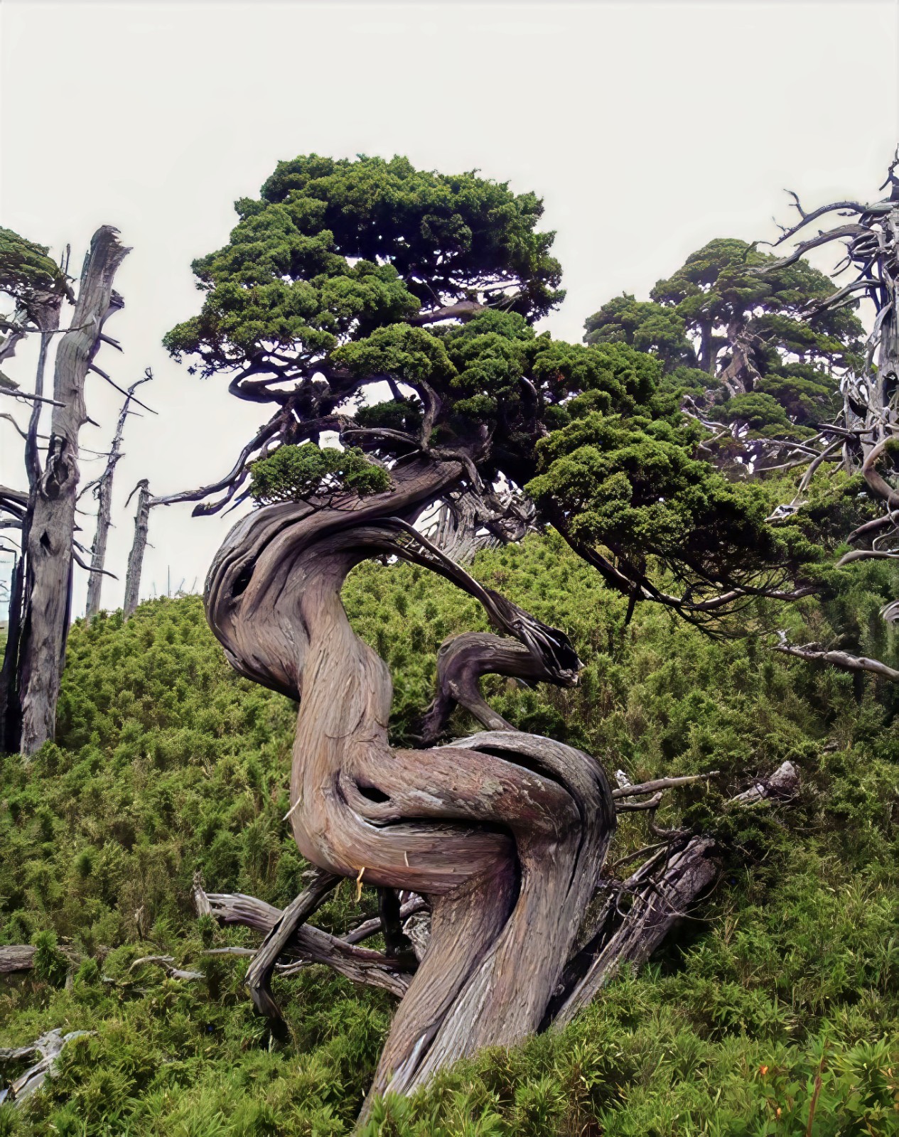 10 Bristlecone Pine Seeds (Pinus aristata) “OLDEST Living Tree in the WORLD!”