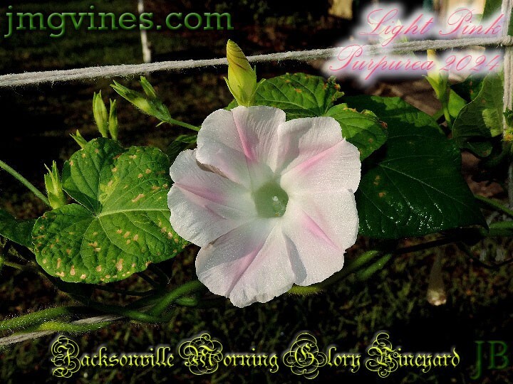 Light Pink Purpurea 2024 Morning Glory 6 Qty