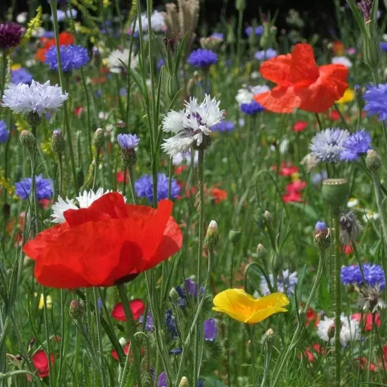 500+ BOLD COLOR WILDFLOWER SEEDS – ANNUAL —— 10 WILDFLOWER VARIETYS
