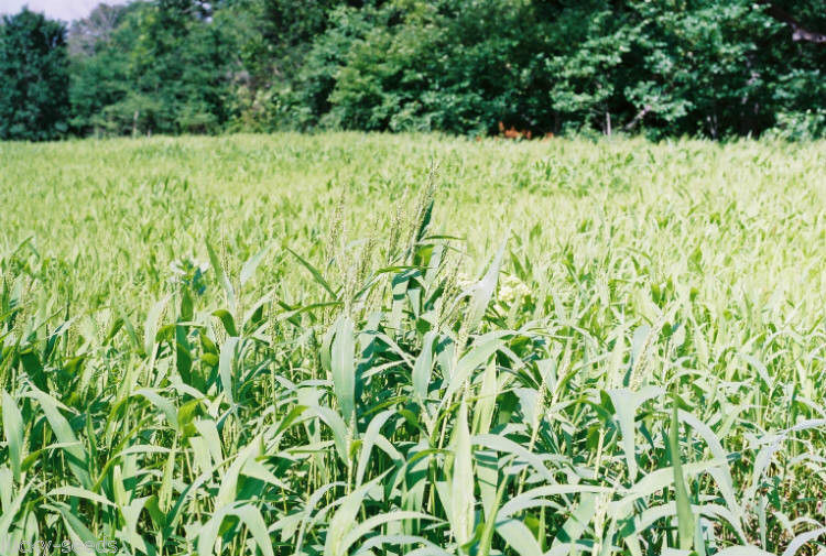 Brown Top Millet Seeds ” Premium Florida Grown ” 1 Lb.