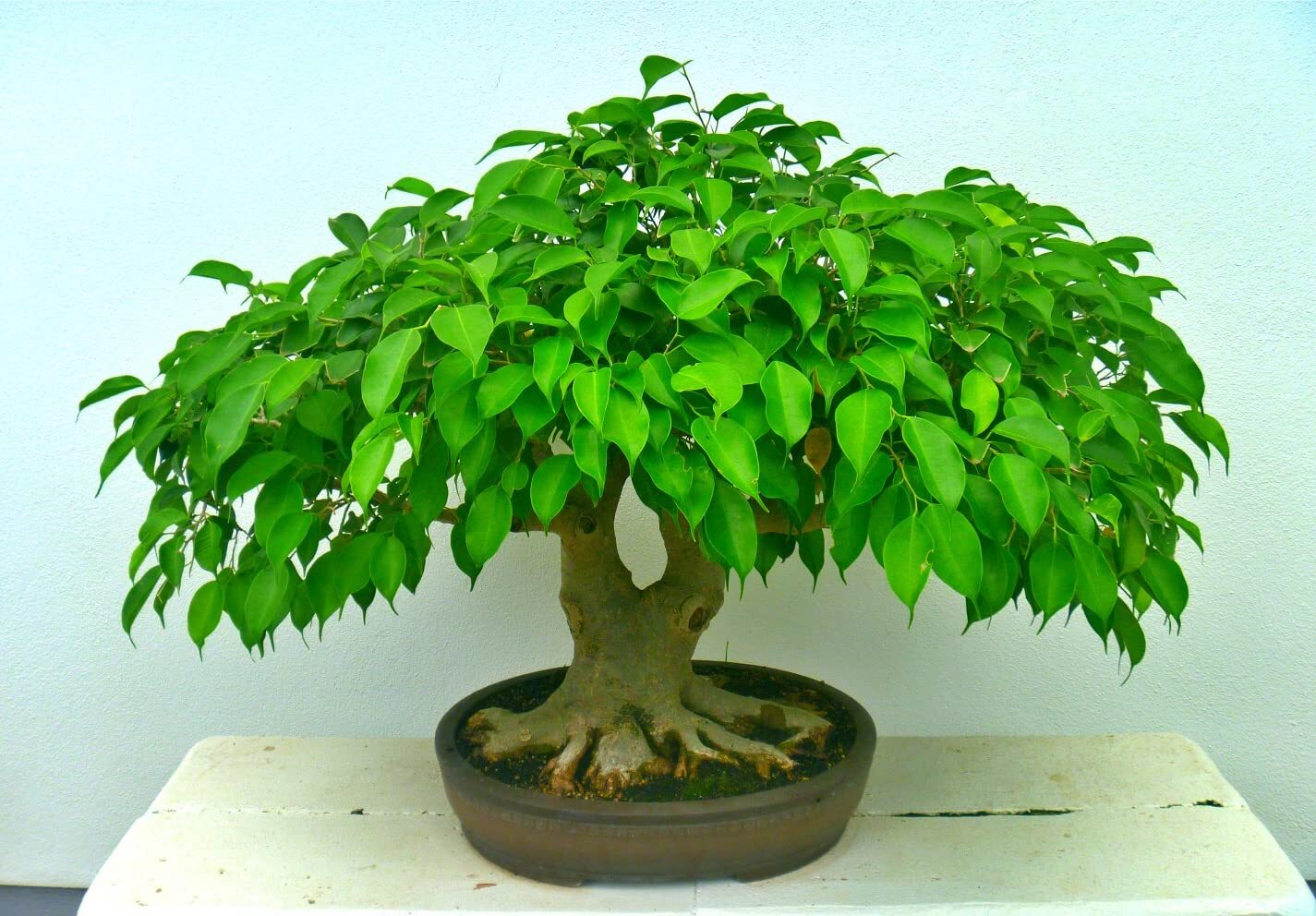 Sweet Plum Bonsai Tree Seeds | 10 Seeds to Grow as Bonsai | Prunus Americana – S