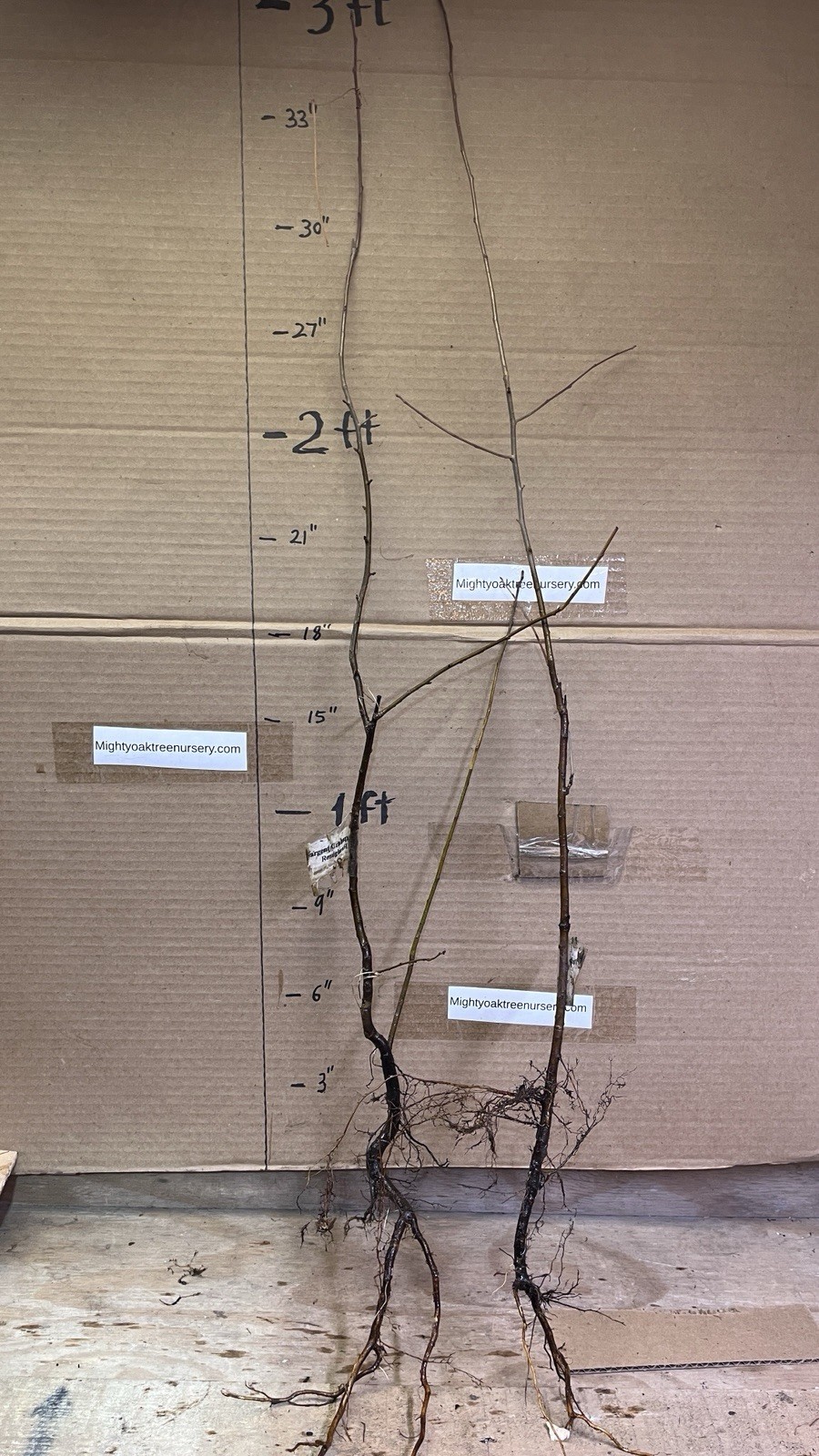 2-3 Year Old Crabapple Roseglow Sargent (Malus sargentii) Bare Root