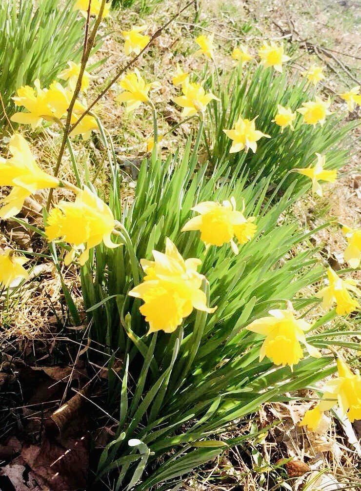 50 Yellow Daffodil Bulbs – Trumpet, Wild, Heirloom, Bulbs Easter LILY BUTTERCUP