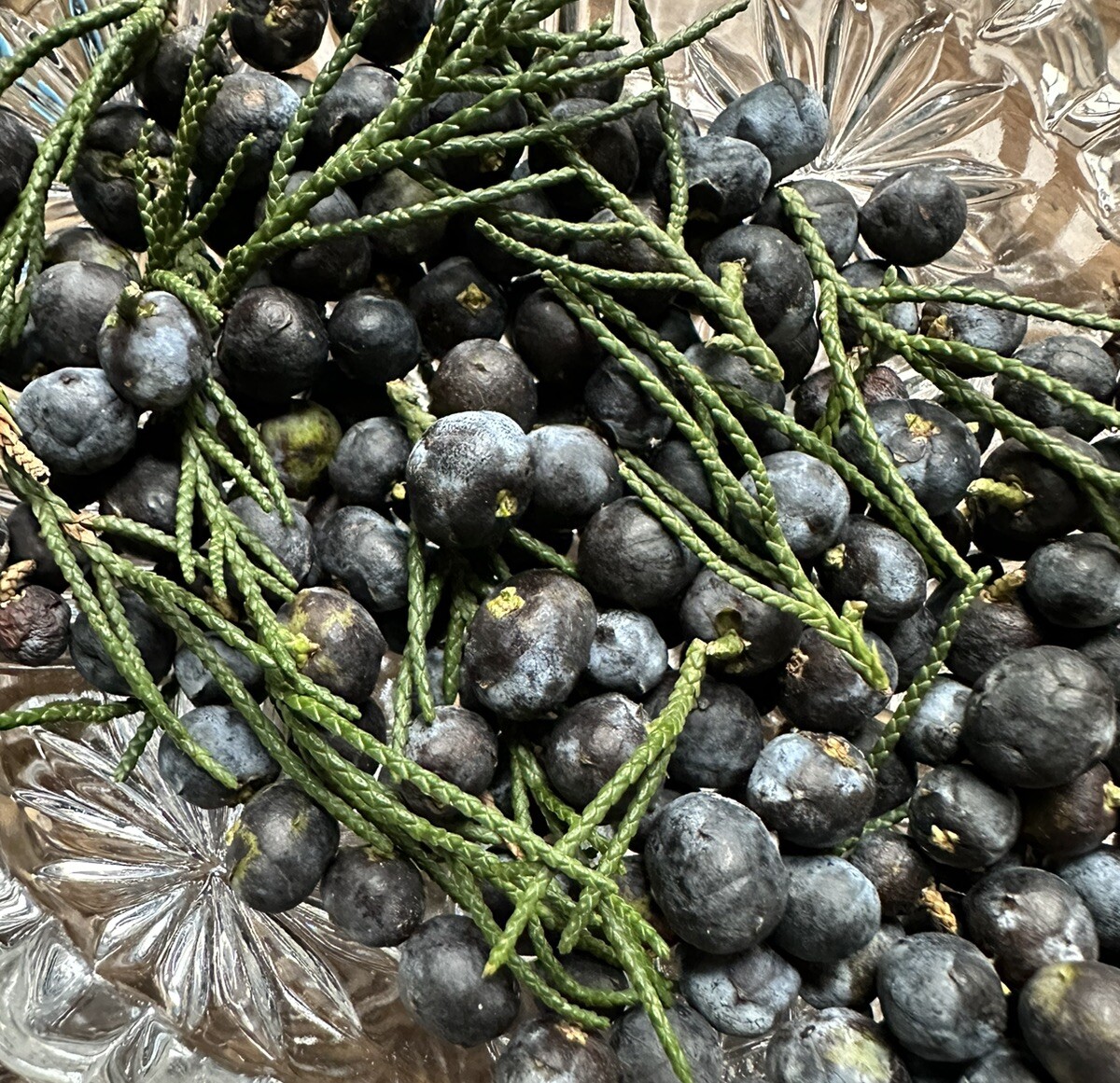 24 Seeds Of Eastern Red Cedar (Juniperus virginiana) Harvested On 12/30/2023