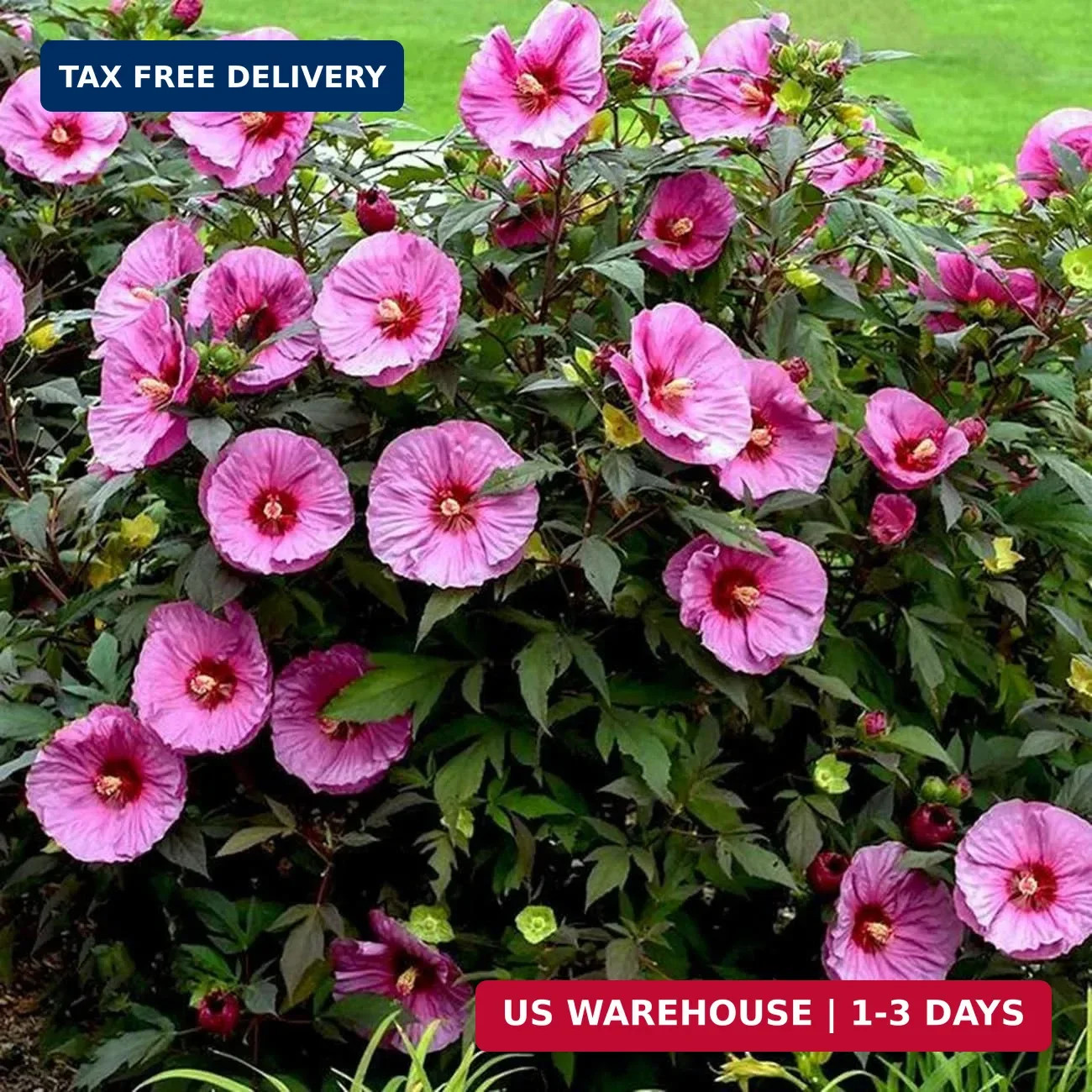 120+ PCS Mixed Giant Hibiscus Seeds for Planting Flowers Perennial Flower Outdoo