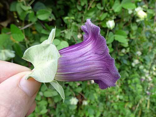 Cobaea scandens | Cup and Saucer Vine | 10 Seeds
