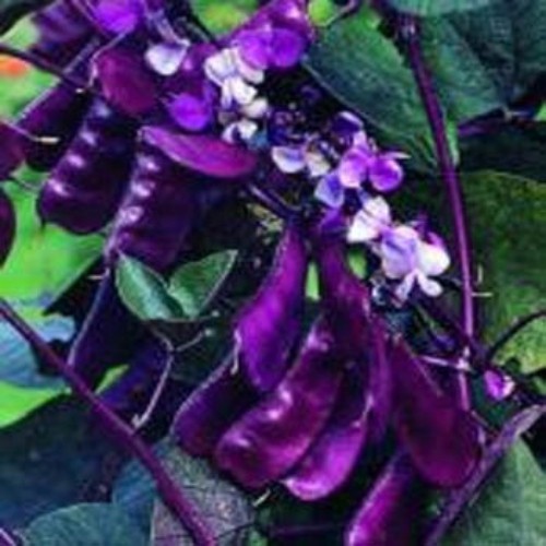 200 Seeds Hyacinth Bean Seed For Planting | Red Leaved Hyacinth Vine Flower
