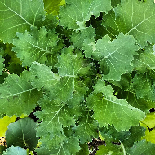 Dwarf Siberian Kale Seeds | 300 – 6,000 Seeds | Non-GMO | Free Shipping | 1098