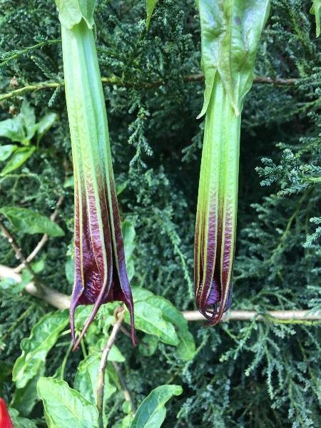 Brugmansia sanguinea | Red Angel’s Trumpet | 10 Seeds