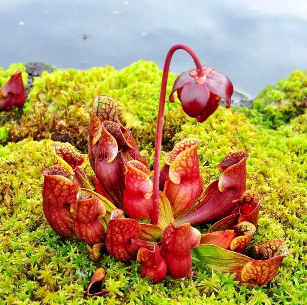 Rare Sarracenia Purpurea Seeds ~ Purple Pitcher ~ Perennial ~ Carnivorous Plants