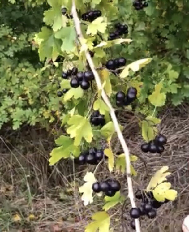 12-18” Tall Golden Girl black hawthorn (Crataegus sp.) 1 year old grafted plant