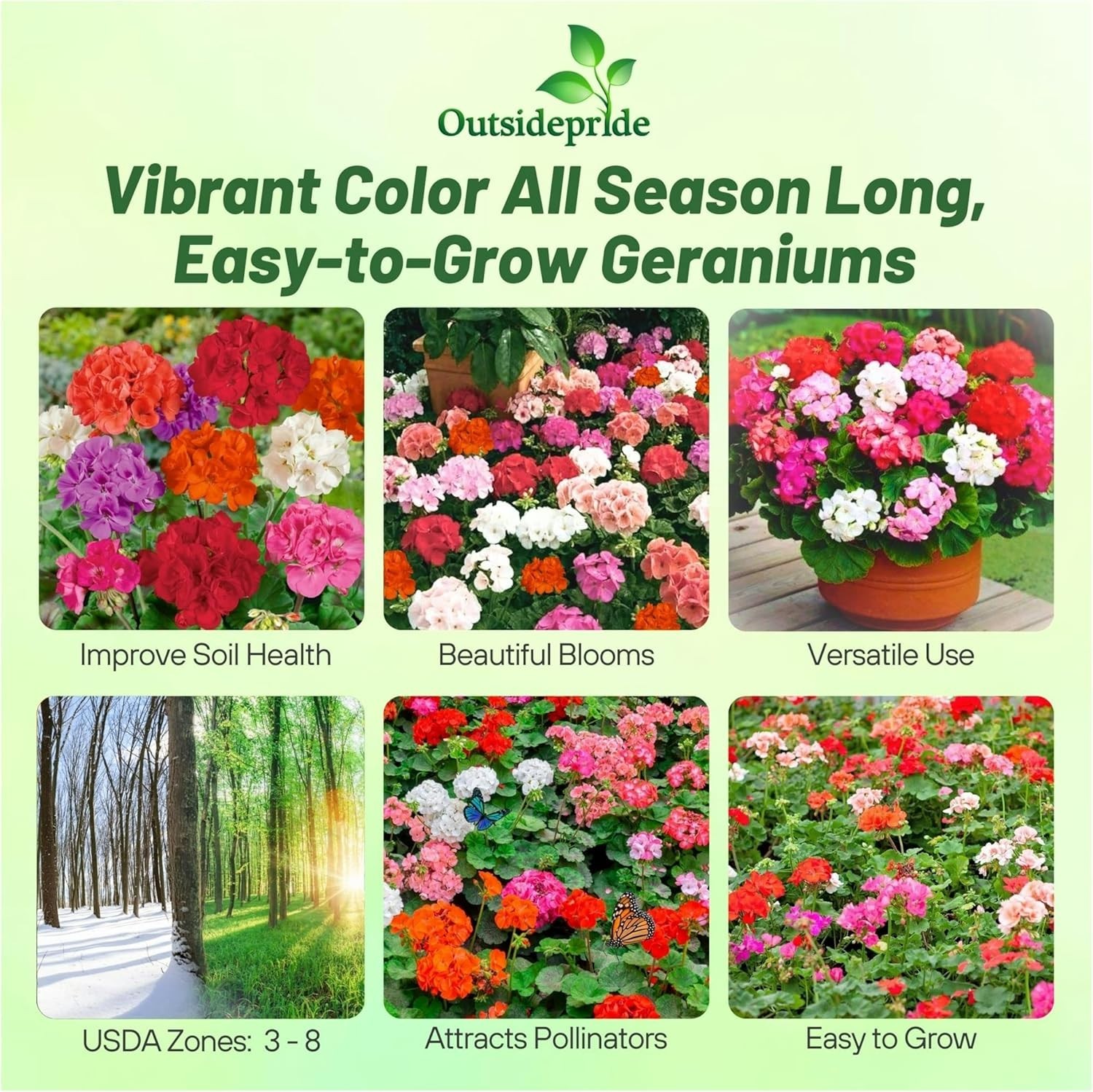 Geranium Flower Seeds Mix 100 Pack Annual for Pots Borders Summer Garden