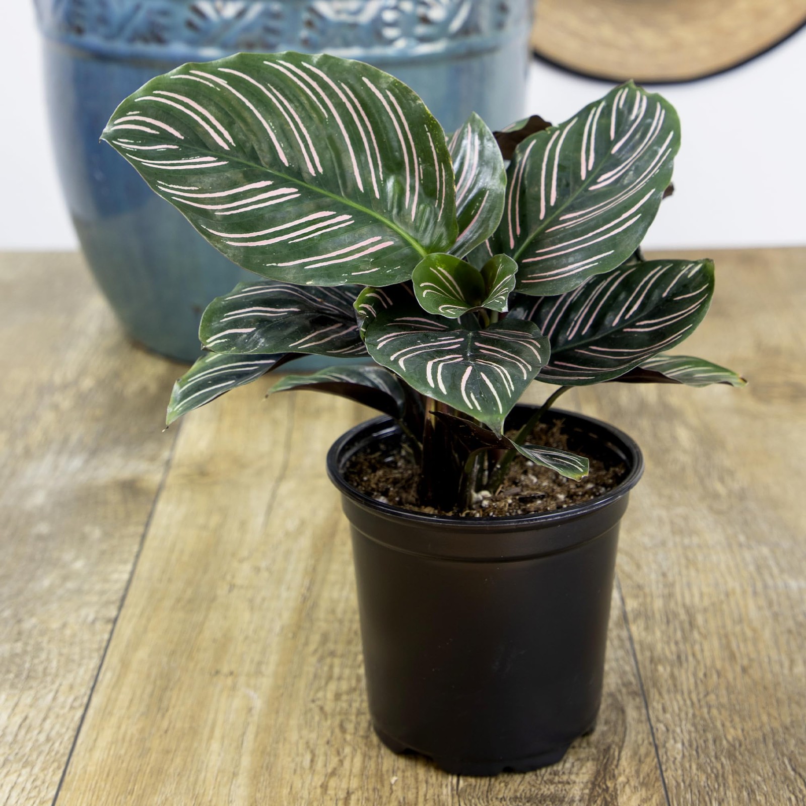 Live Calathea Houseplant (4 Pack), Pet Safe Plants for Cats & Dogs, Makoyana,…