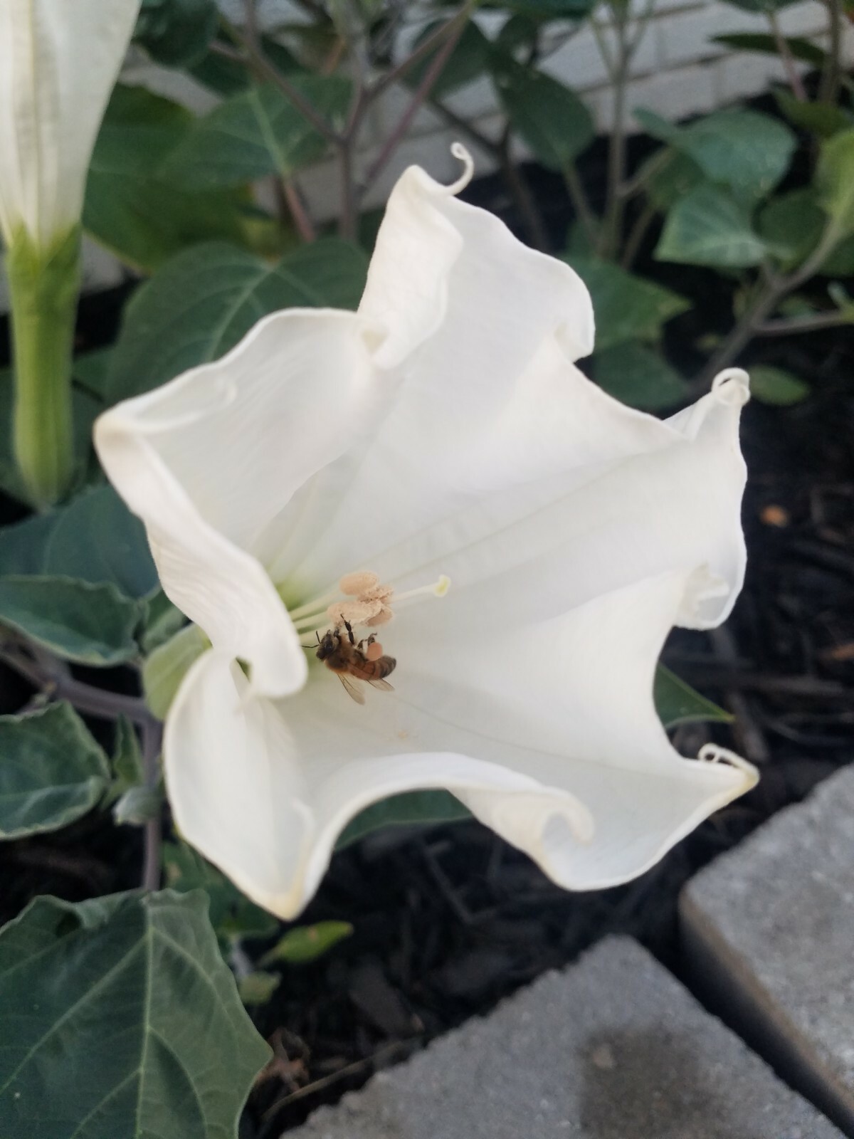 Moon Flower Seeds (Datura Innoxia) – packet of 300