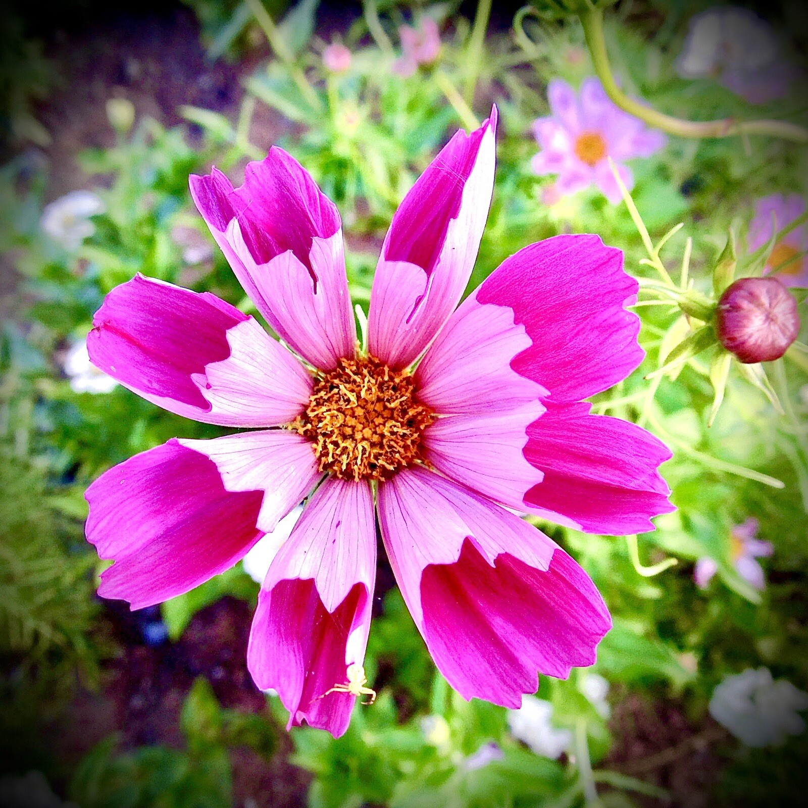100+ Cosmos Sea Shell Seeds . Non-GMO Rare USA Free Shipping