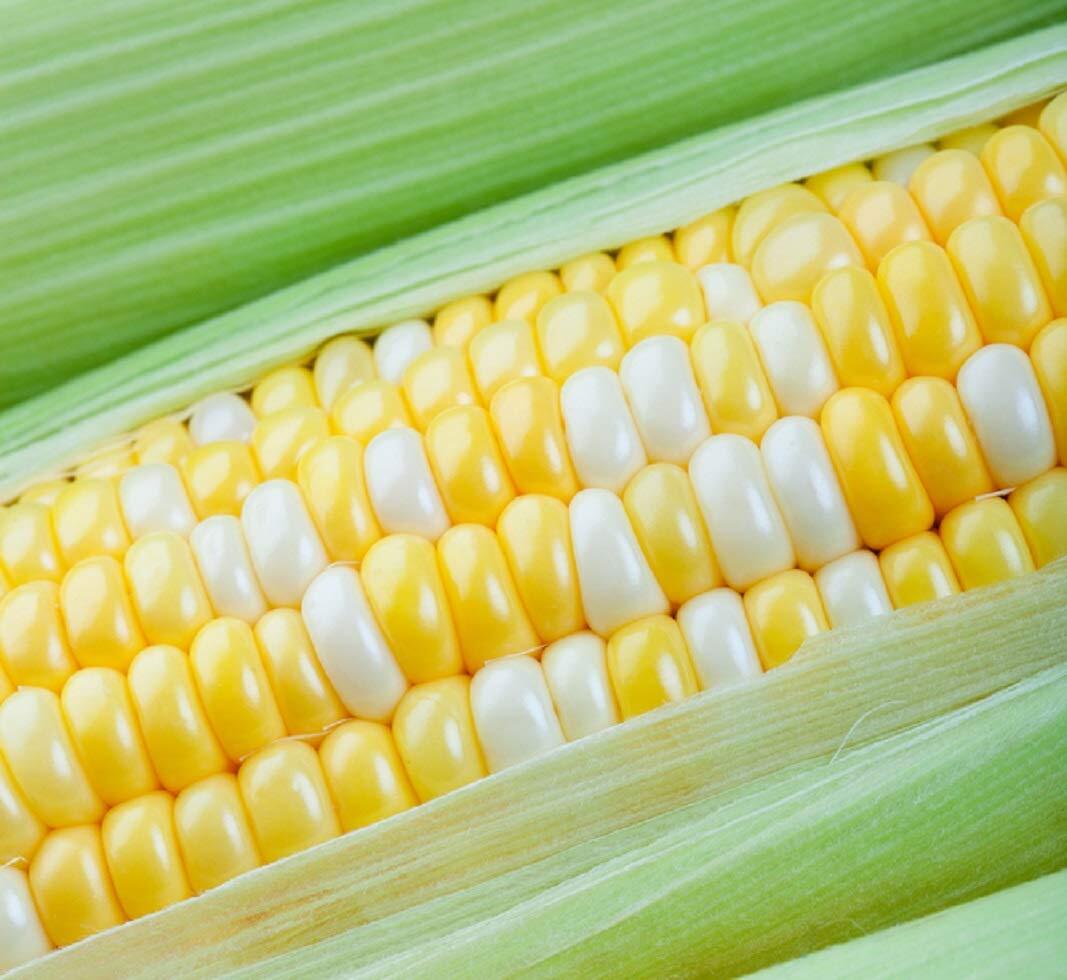 American Favorites – Peaches and Cream Sweet Corn Seeds 75 Seeds