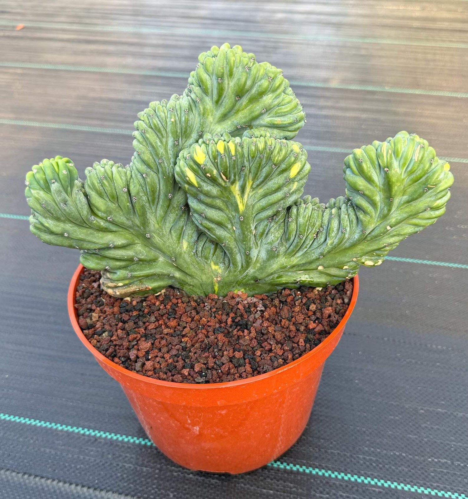 Variegated Crested Blue Myrtle Cactus – Rare Fan-Shaped Specimen | Collector’s P