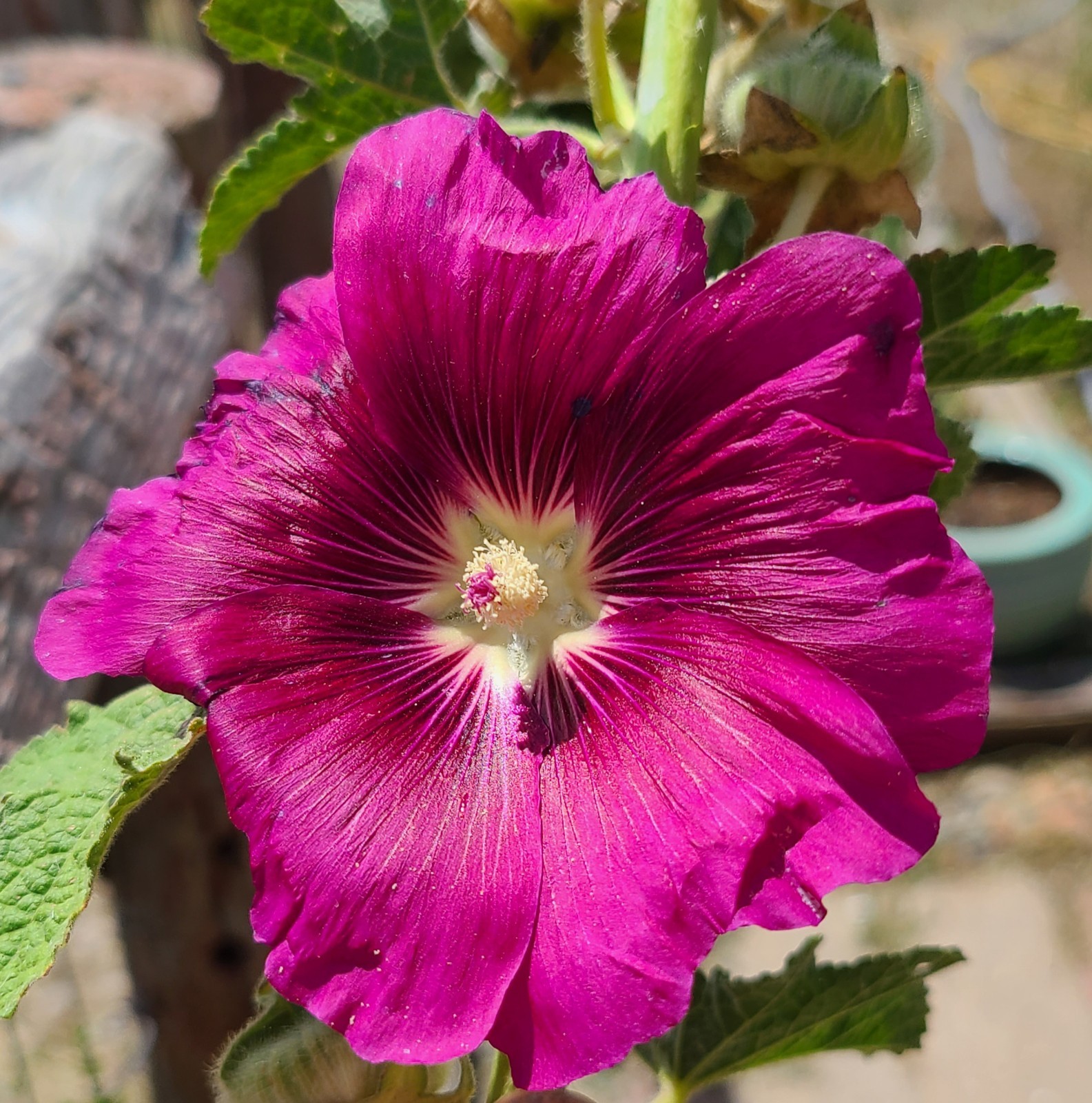 30 seeds MAGENTA PINK HOLLYHOCK Flower Perennial US SELLER