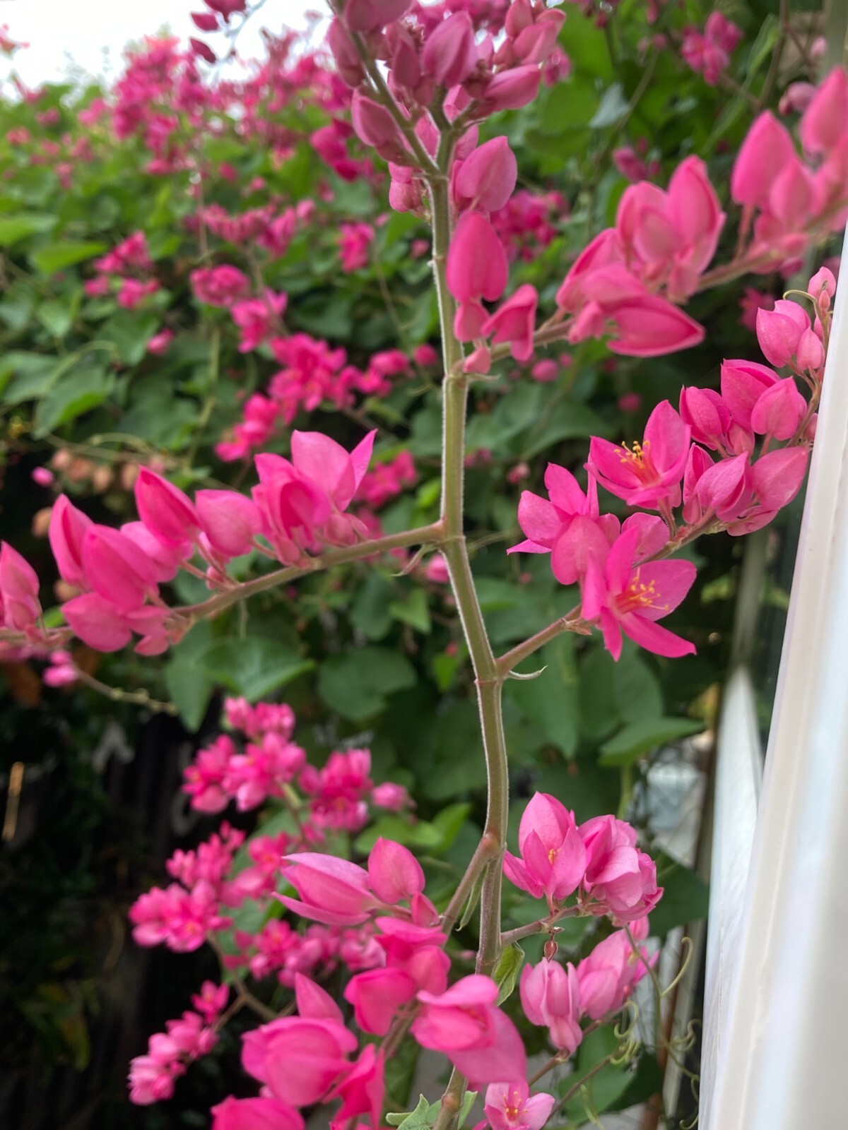 Antigonon Leptopus, Queen’s Wreath, Coral Vine, Chain Of Love, hoa tigon 40 seed