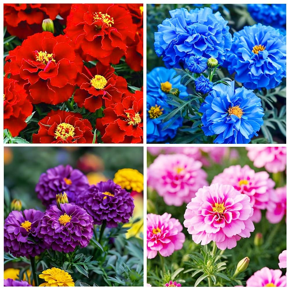 1000+ Perennial Marigold Flower Seed for Planting Outdoor-Sparky Mix Mixed