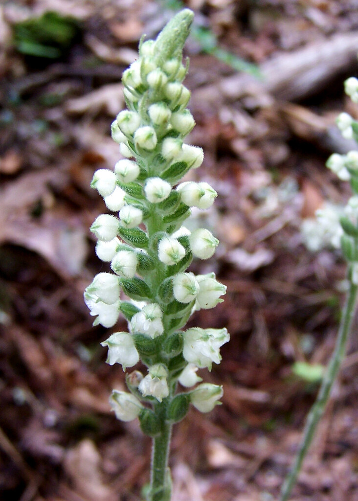 Rattlesnake Orchid 5 roots perennial
