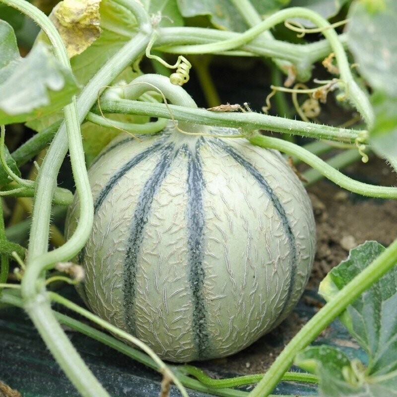 50+Charentais Melon Seeds Heirloom Non-GMO Free Shipping #15