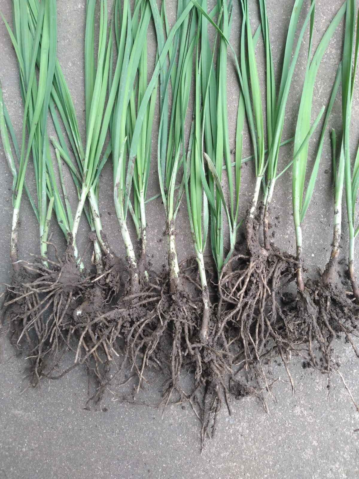 100 Garlic Chives Leek Plant Roots, Allium Tuberosum, Puerros , 韭菜根, 부추