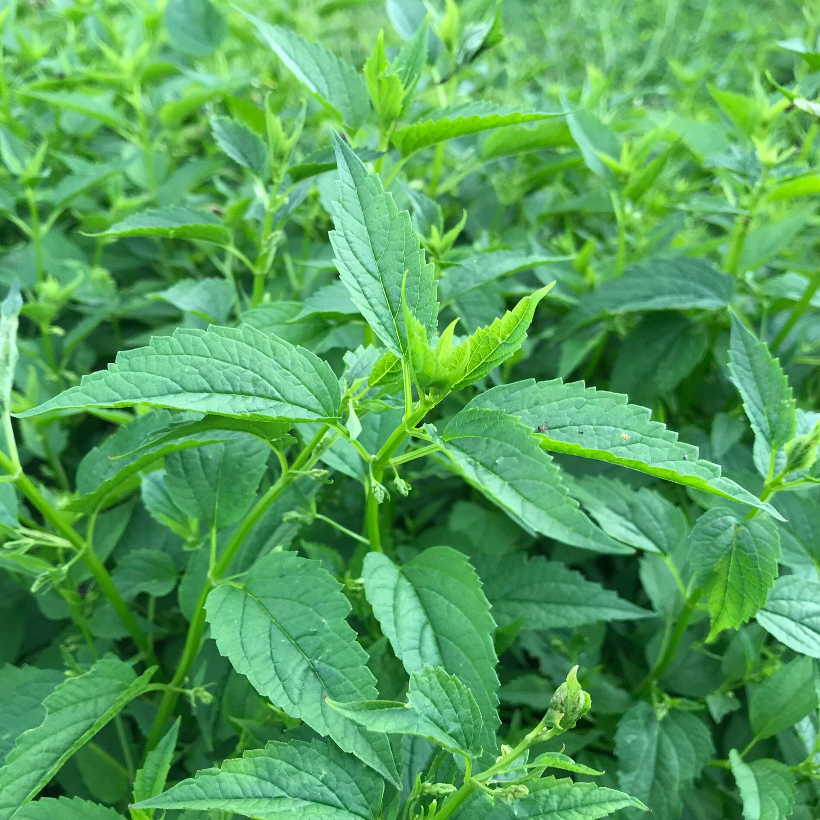 Skullcap (Mad Dog) Seeds (Scutellaria lateriflora) ~Traditional Herb Garden