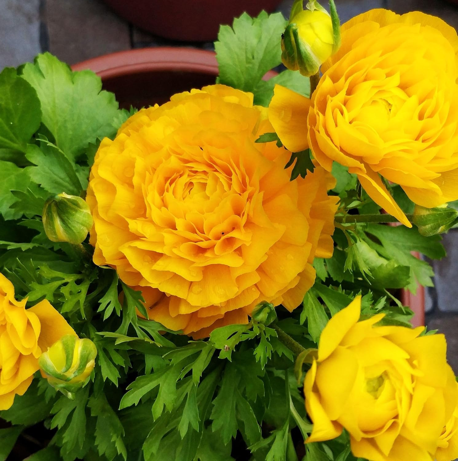 Complete Spring Flower Bulb Garden – 10 Bulbs Ranunculus Bulbs Continuous Blooms