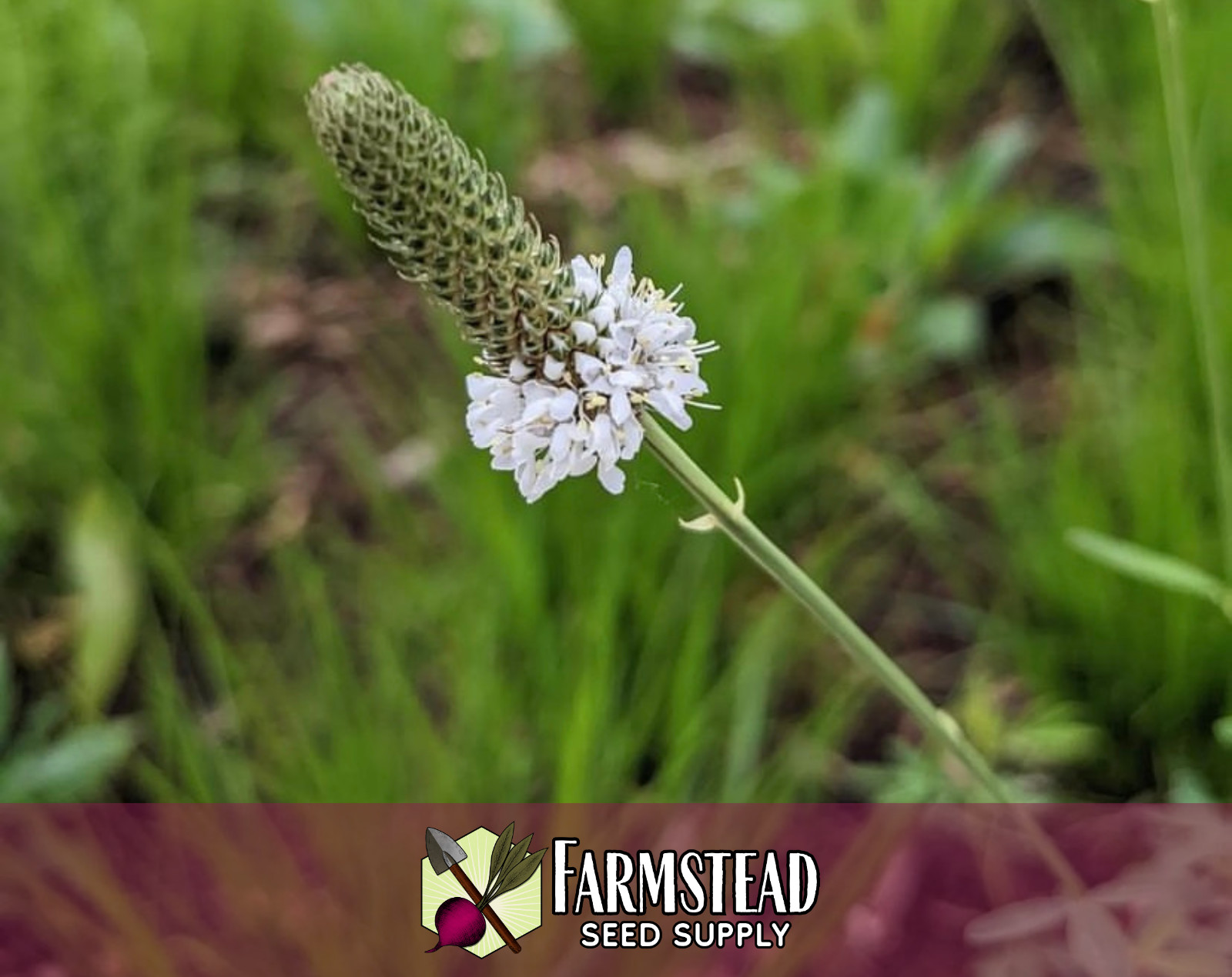 3,800+ White Prairie Clover Seeds | Native Wildflower Gardening, Dalea candida