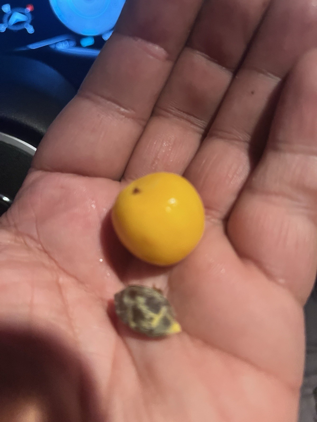 250+ Giant Poha Berry Seeds | Physalis Peruviana Golden Ground Cherry