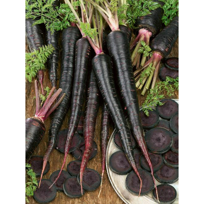 300 Black Nebula Carrot Seeds Non-GMO Heirloom Free Shipping