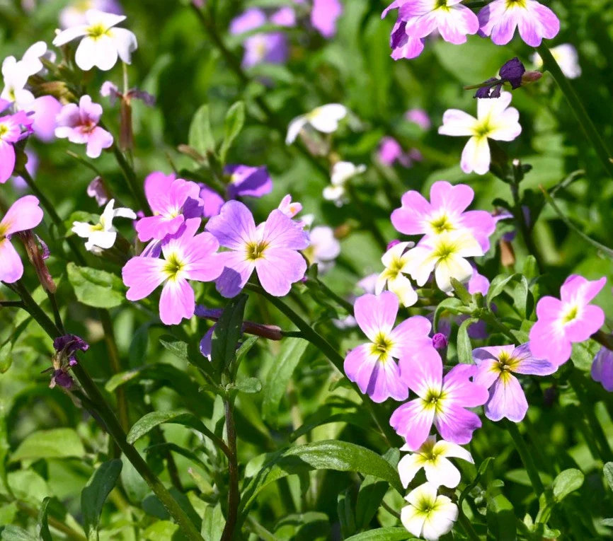 Virginia Stock Mix Seeds – For 2025 Planting Highly Scented Fragrant Low Growing
