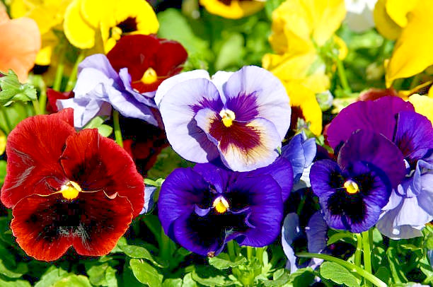 50 SWISS GIANTS PANSY SEED MIX | SALE FREE SHIPPING NON GMO