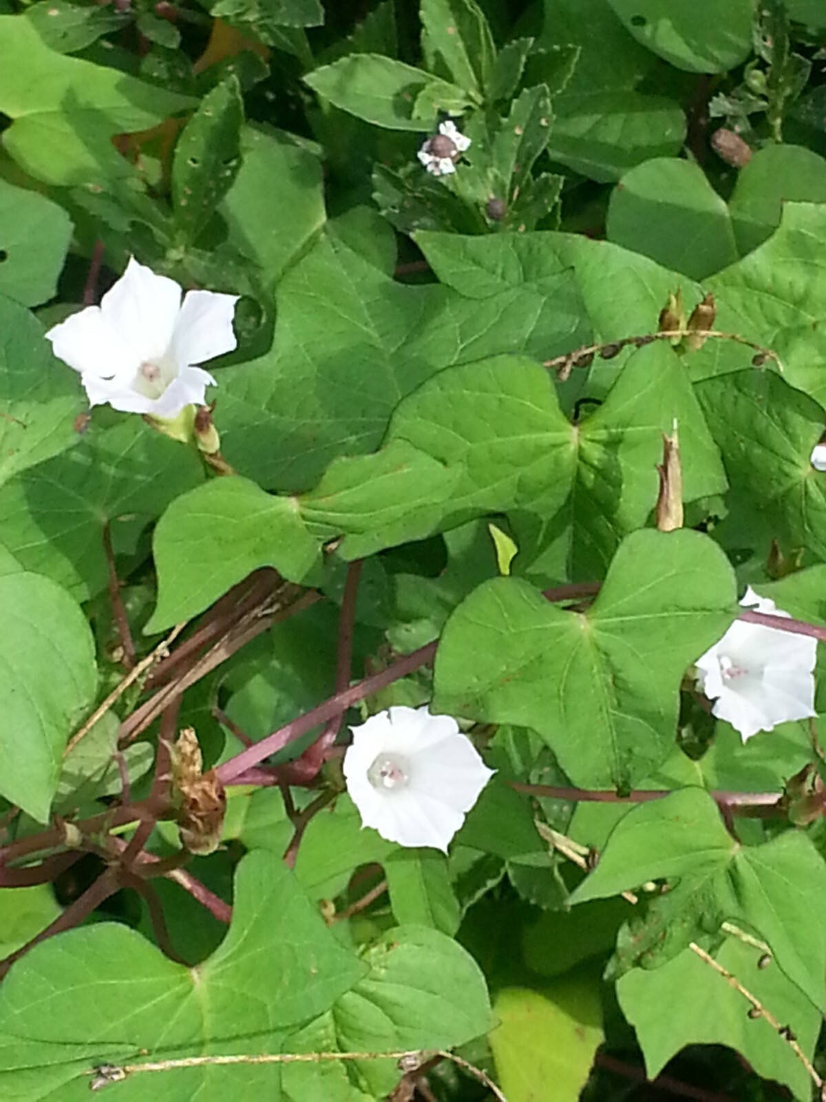 50+ Whitestar Morning Glory-Ipomoea Lacunosa Seeds
