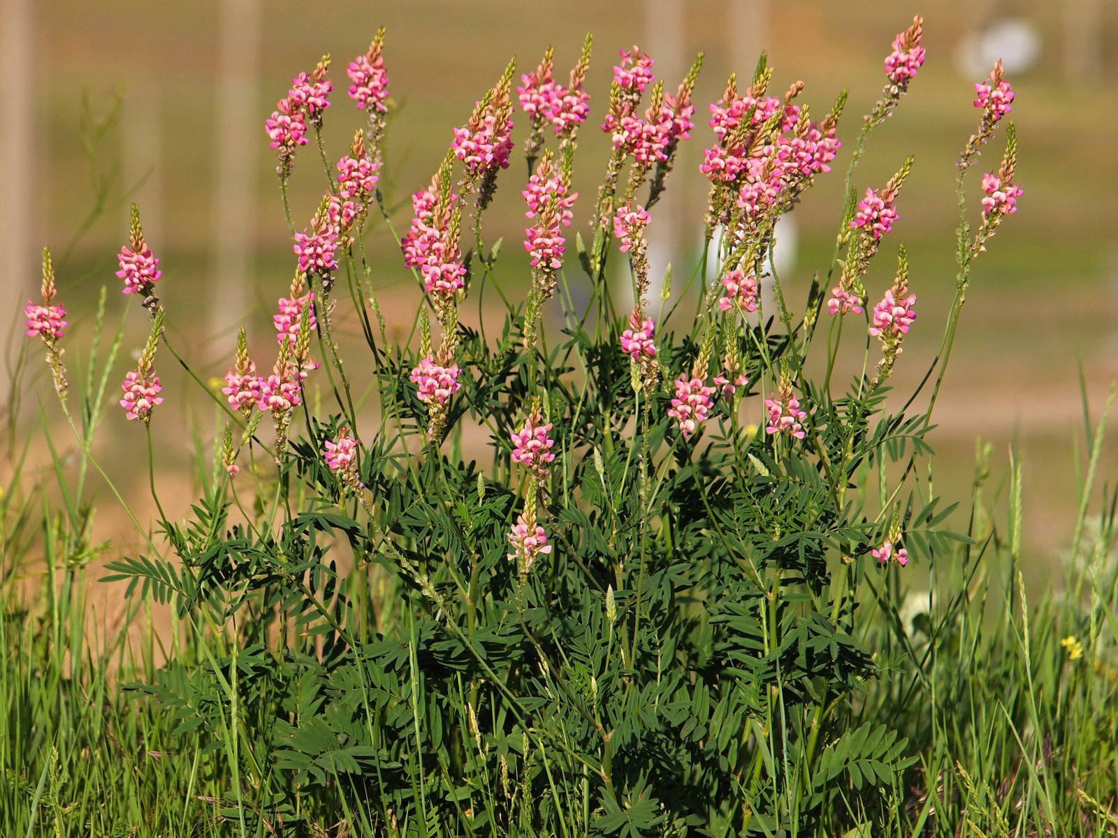50 PINK SAINFOIN Onobrychis Viciifolia Holy Clover Legume Ground Cover Seeds
