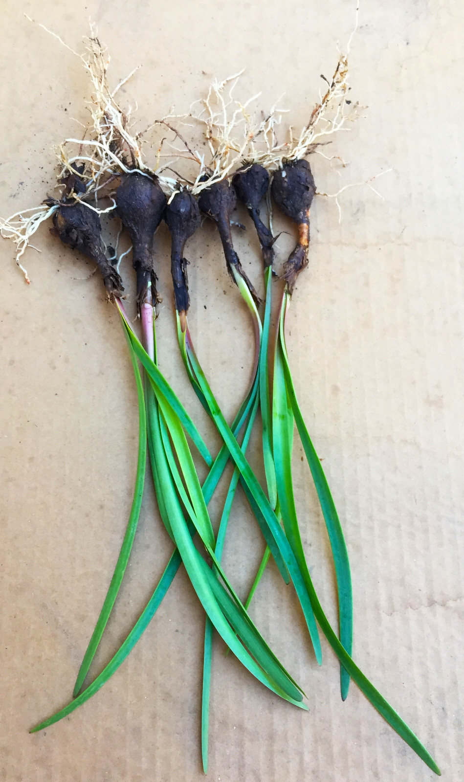 20 Rain Lily pastel purple zephyranthes live bulbs shipped with roots & leaves