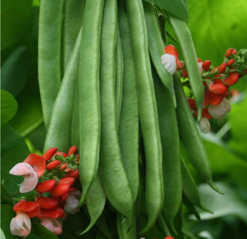 Scarlet Pole Runner Bean Seeds Qty 15-100 ORGANIC EDIBLE ORNAMENTAL NON-GMO USA