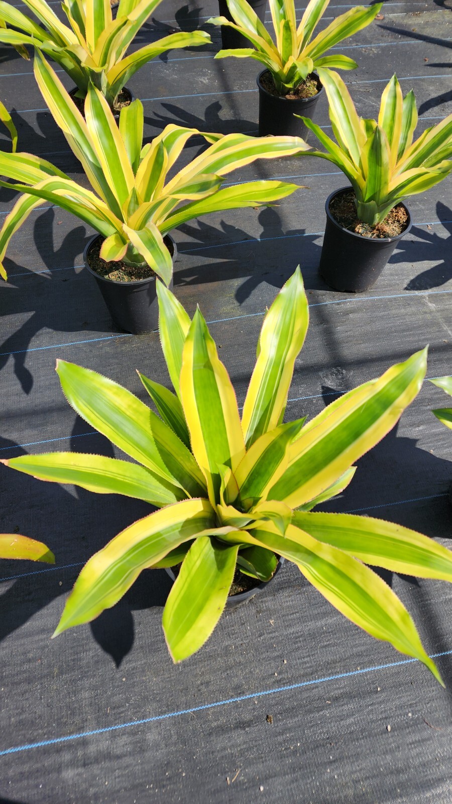 Aechmea Mexicana Albo 9″ pot – live plant