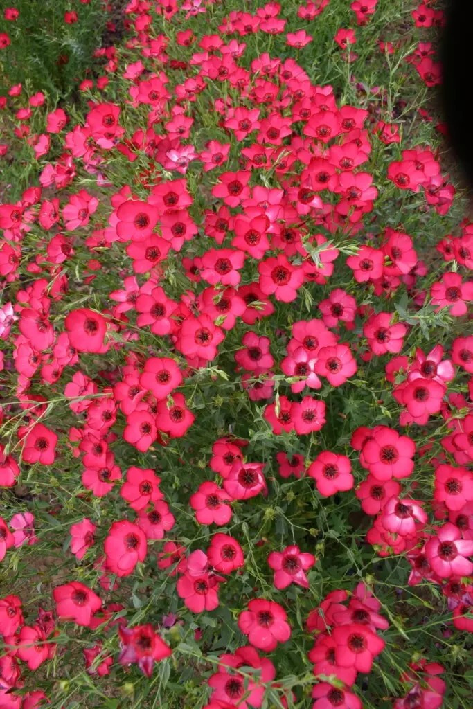 200+ Scarlet Flax Seeds ———– FRESH