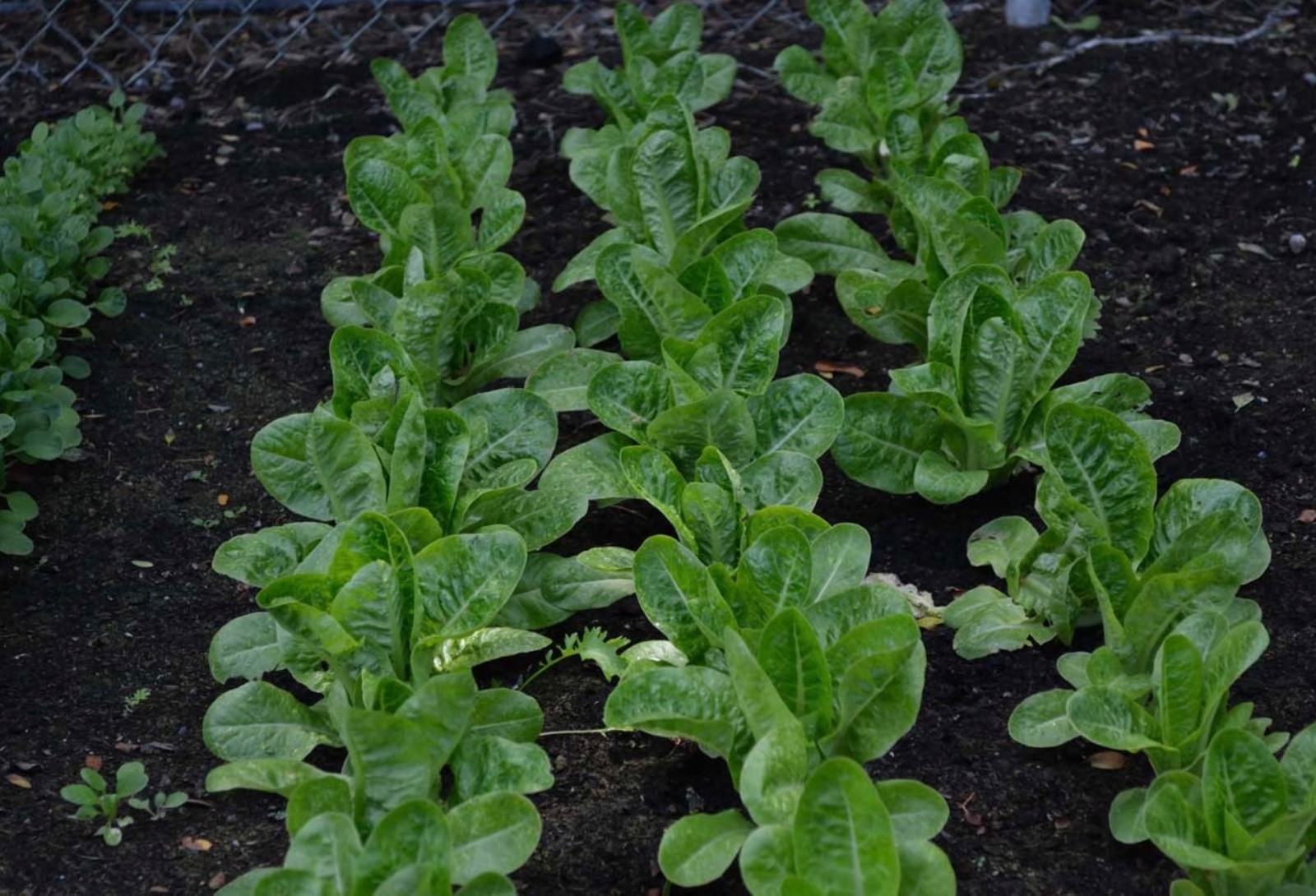 Organic Little Gem Lettuce – Fresh Seeds – Butterhead Petite Romaine – Non-GMO