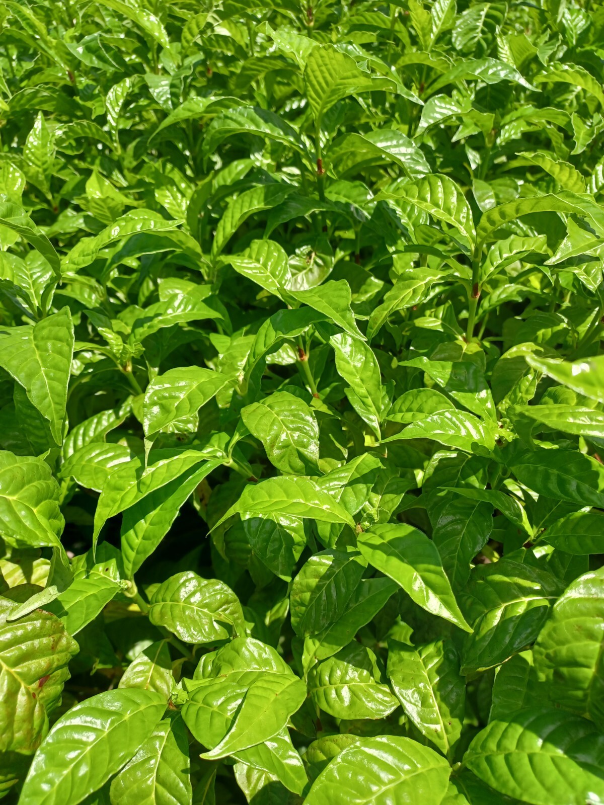 25 Wild Coffee Seeds, Psychotria nerv0sa (Gathered 2024)