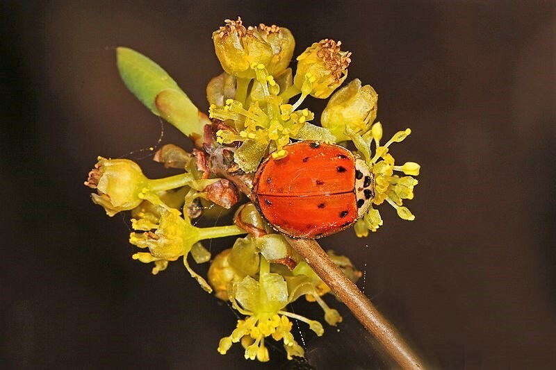 10 SPICEBUSH Wild Allspice Lindera Benzoin Spice Bush Berry Yellow Flower Seeds